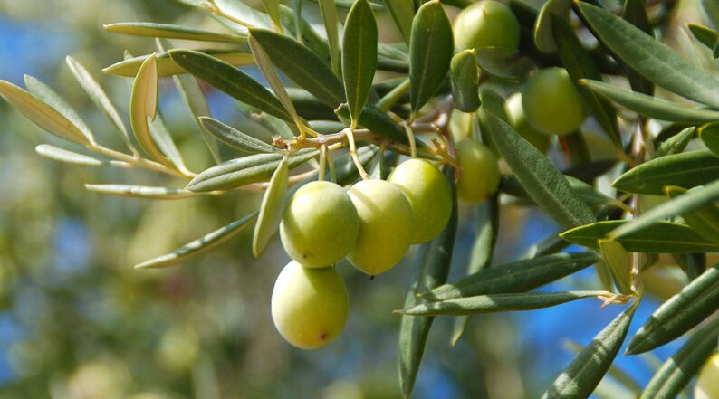 Olive extract as part of Fungostop plus