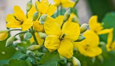 Celandine for the treatment of fungi